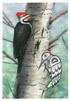 Woodpecker
